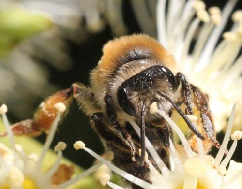 Réf. 339 199 : Andrena tibialis